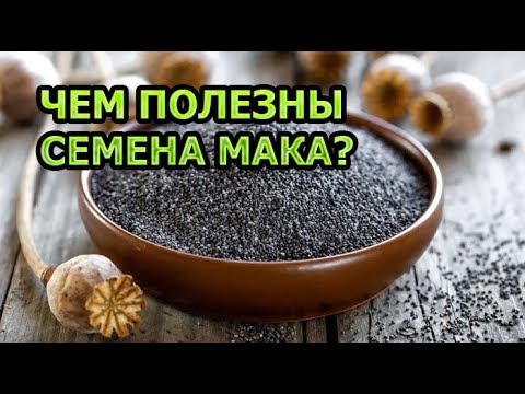 Видео: Мак - полезни свойства и приложение на мак, семена, растящ мак, калорично съдържание на мак