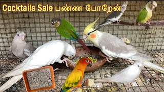 cocktail / cockatiels sale பண்ணப்போறேன் | planning to quit breeding