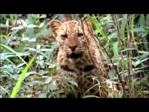 Cara bertahan hidup leopard - Sungguh luar biasa