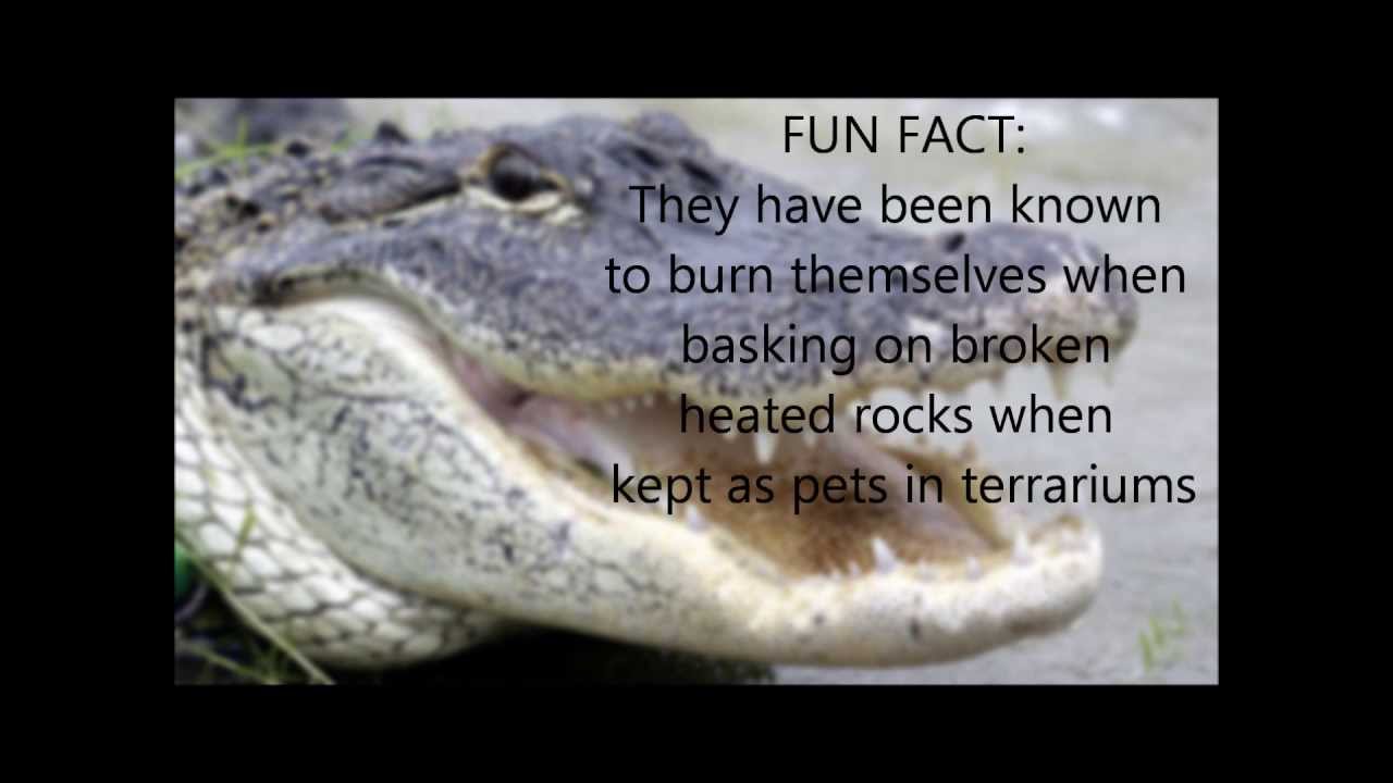 Reptile Classification Project - Biology - YouTube