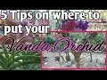 5 TIPS ON WHERE TO PUT YOUR VANDA ORCHIDS /SAAN PWEDE ILAGAY ANG VANDA ORCHIDS