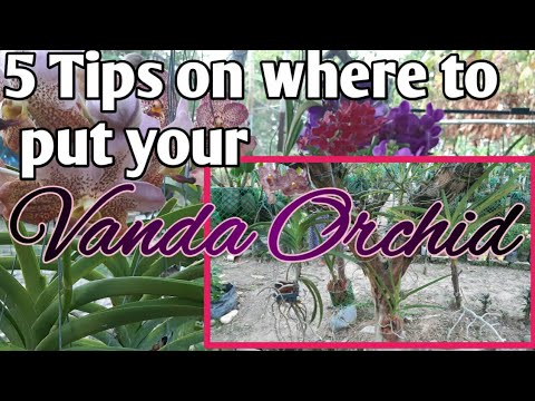 Video: Wanda Orchid: paglalarawan, pagtatanim, pangangalaga at pagpaparami sa bahay