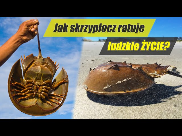 Wij - Skrzypłocz