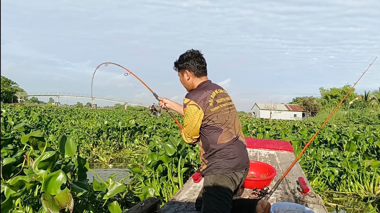 Câu cá thế này phải tính bằng bao - Mùa cá tra sông miền tây