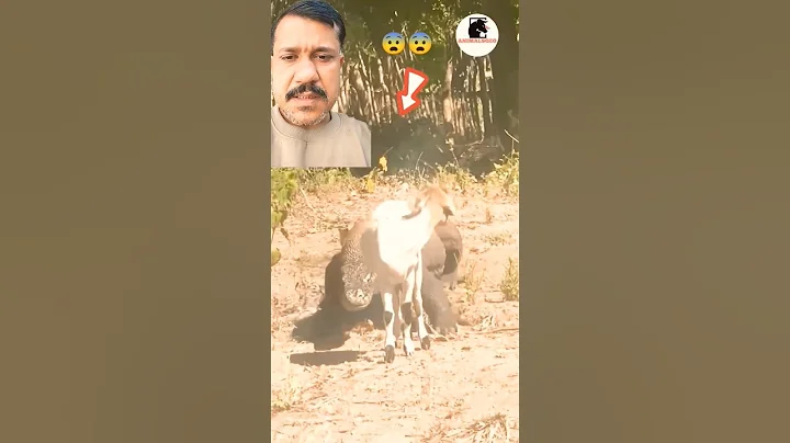 Komodo dragon attack goat #animals #komodo #goat #nature #facts #ytshorts #short