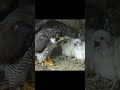 『隼の試練』Trials of the Falcon