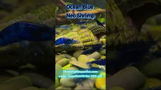 Incredible Ocean Blue Neo Shrimp