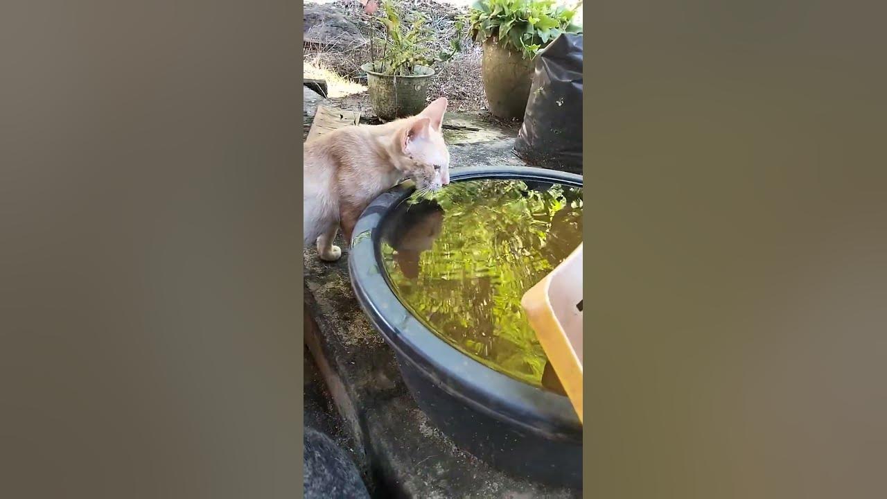 how-cat-drink-cutecat-catlover-catvideos-cat-viralcat