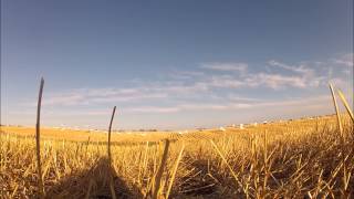 Gopro Goose hunt Saskatchewan 2012 by Valley Ag Pilot 133 views 9 years ago 3 minutes, 24 seconds