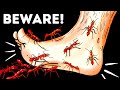 14 Dangerous Bugs Crawling Under Your Feet Now