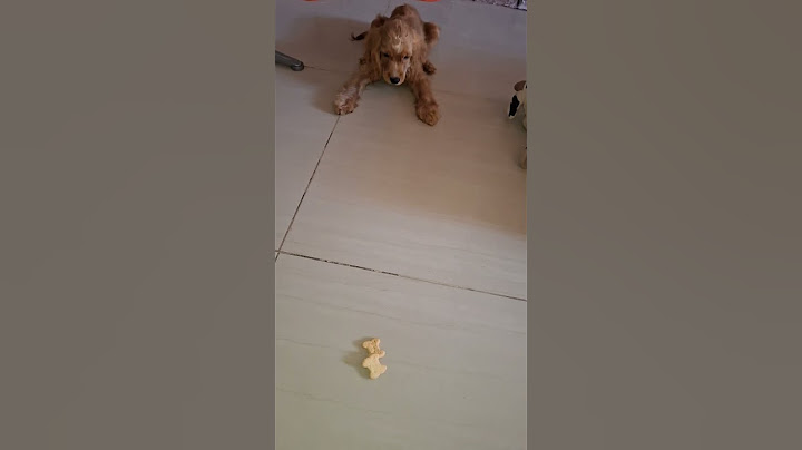 PUSE A PRUEBA A MI PERRO