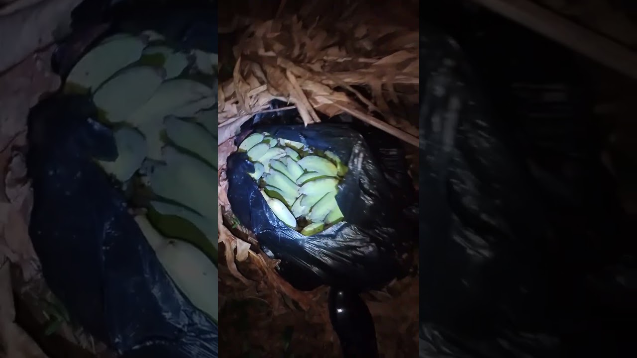 Pasukin natin gubat kakatakot my Nakita Tayo sa dilim.