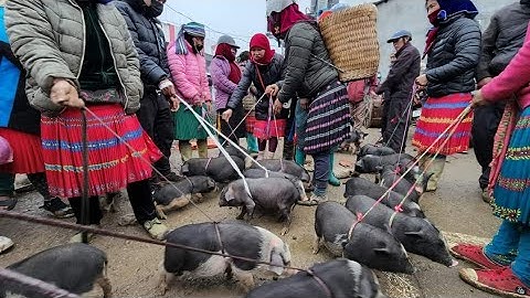 Chợ phiên Mèo Vạc cuối năm đặc sắc toàn đồ lạ gái xinh nhất. Nguyễn Tất Thắng