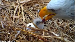 MN DNR ~ Egg #2 Is Pipping! 🐣 Big Hole Seen As Mom Feeds Her Precious Chick! 3.24.22
