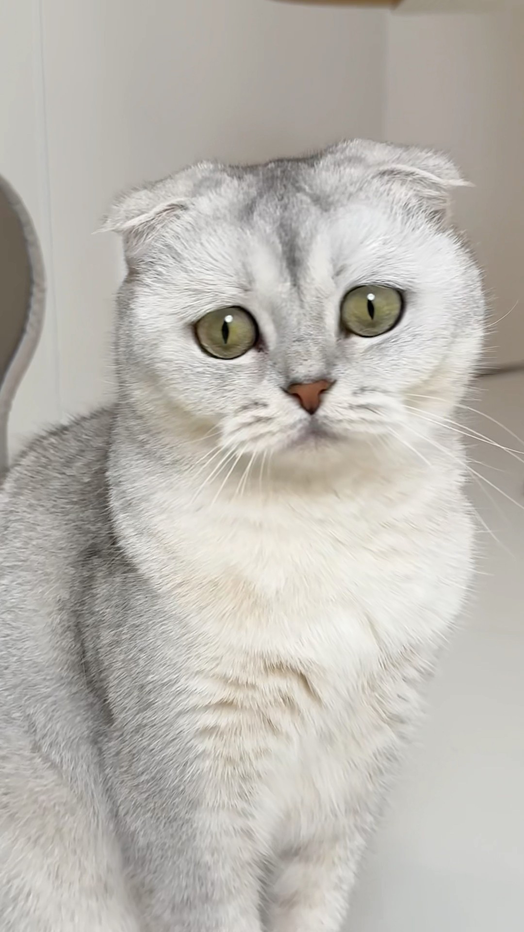?? #cats #cat