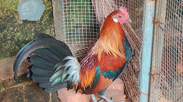 F1 Bắp Chuối Về Với Khách Hàng Thành Hoá