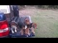 Benson's Kennel - Puppy Training (2013) Benson's Kennel - Puppy Training (2013)