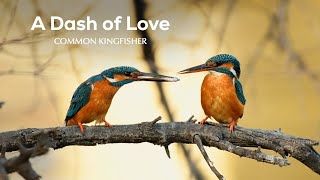 Eat, Prey, Love: Lake-side Romance of a Common Kingfisher