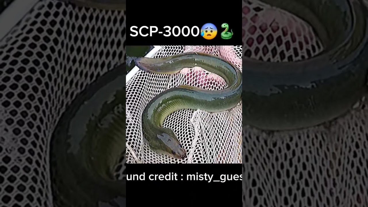 SCP-3000"Anantashesha" 