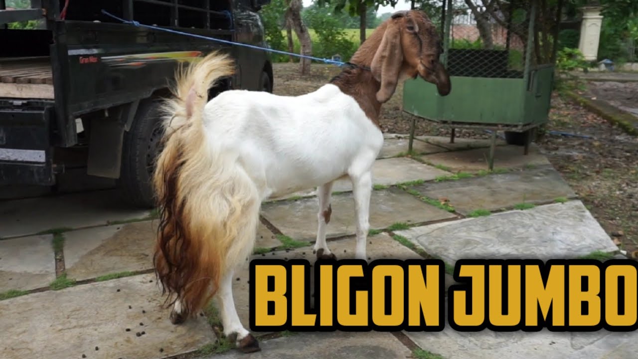 Kambing Bligon Jumbo Mantapp Buat Breeding - YouTube