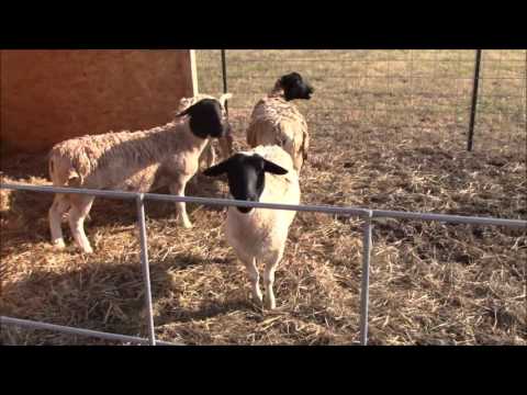 how-to-build-a-sheep-pen