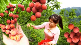 Harvesting A Lot Of Plums Goes To Market Sell, Take Care Animals  Live with nature | Nhất New Life