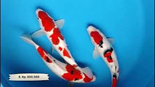 GOSANKE #koi #high-qualitykoifish #fishdecoration