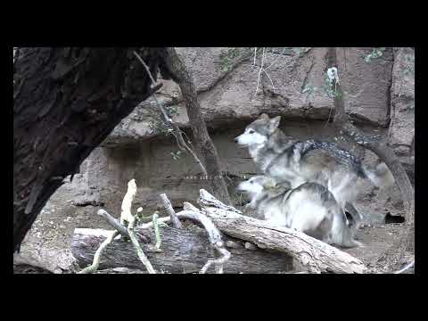 Wolf matiing | wild wolf mating season | animals breeding season | wolves breeding season wolf sex