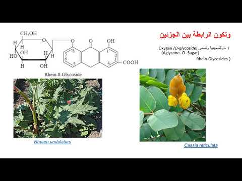 فيديو: كيف وماذا تستخدم جليكوسيدات