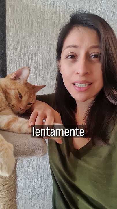 ¿CÓMO ganarte la confianza de un Gato?