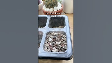 Thumbnail of GROWING CACTUS FROM SEEDS