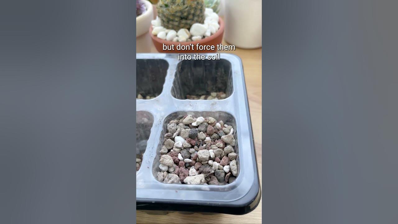 GROWING CACTUS FROM SEEDS