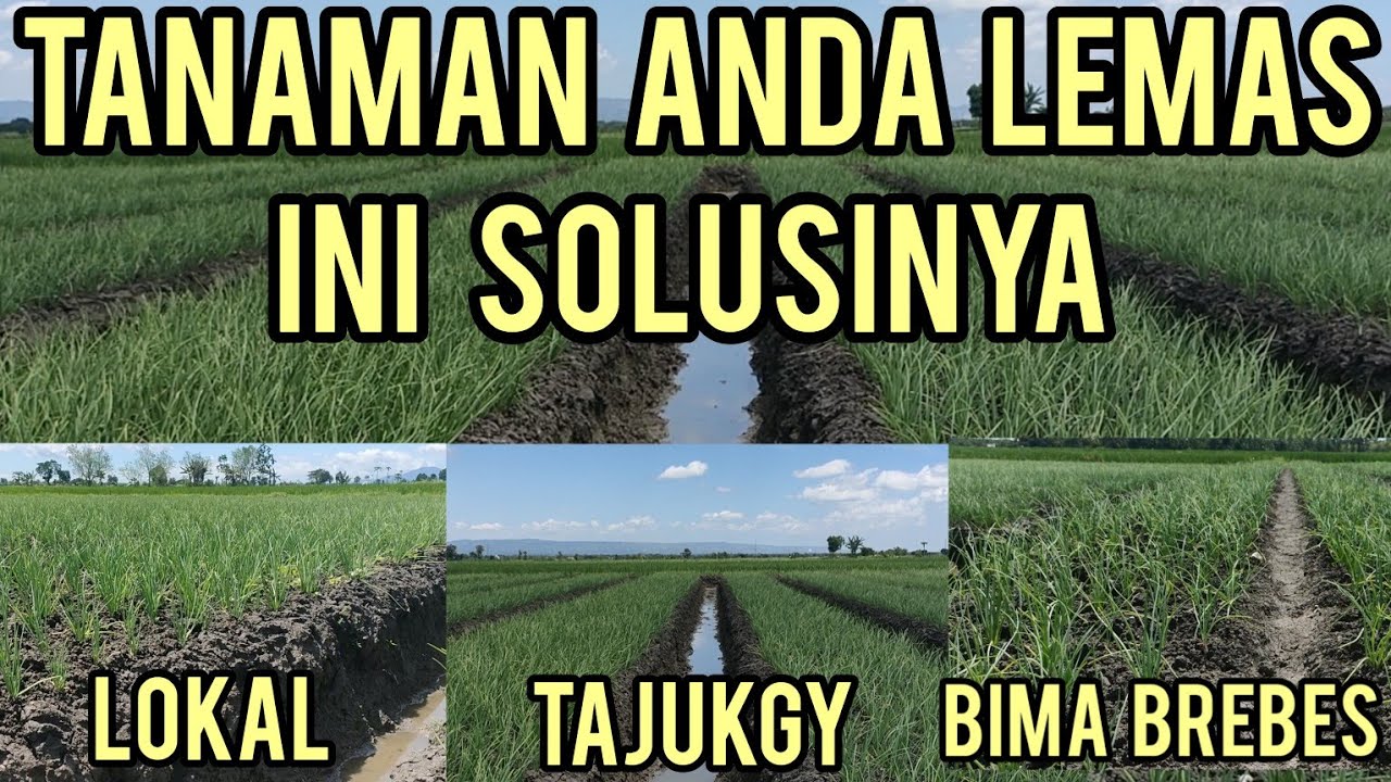 APA YANG HARUS DI LAKUKAN JIKA TANAMAN BAWANG MERAH KITA LEMES /BERSAMA GUSMAN BOJONEGORO