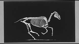 1881 - Skeleton of Horse (Esqueleto de Cavalo) Eadweard Muybridge 