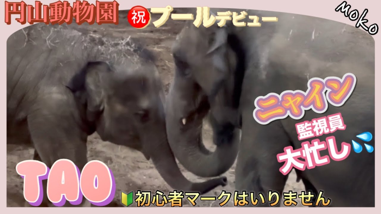 一気に初心者マークを外した【タオ】🐘プール監視員【ニャイン】大忙し❣️