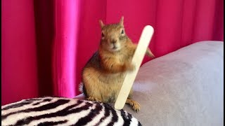 Hepinizi Bu Sopayla Döverim