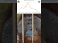 These Orangutan Rescues WILL Shock You #GivingDayforApes #orangutans