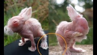 Tưởng là thỏ nhặt về nhà nuôi, 2 tháng sau nó lớn lên thì sợ hãi giao nộp cảnh sát