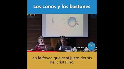 ¿Son los conos mejores que los bastones?