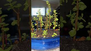 My First Design Bonsai Tree