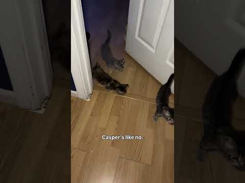 Kittens Decided They Wanted To Explore Kind Of Catoftheday Cat Kit Wholebunchofcats