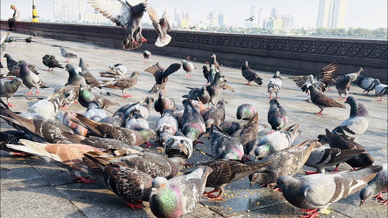 A lot of pigeons