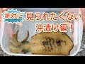 エギング！恥かしいアオリイカ沖漬け。