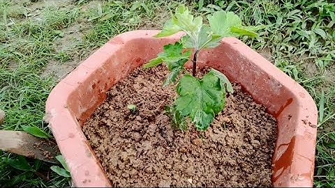 Hướng Dẫn Kỹ Thuật Trồng Hoa Cúc Cổ Sơn La