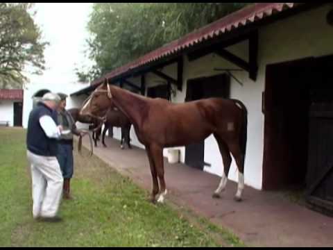 Video: Pony Polo Argentino Raza De Caballo Hipoalergénico, Salud Y Duración