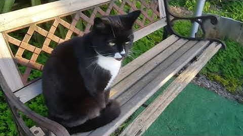 Tuxedo cats Sam and Bella exploring the yard!