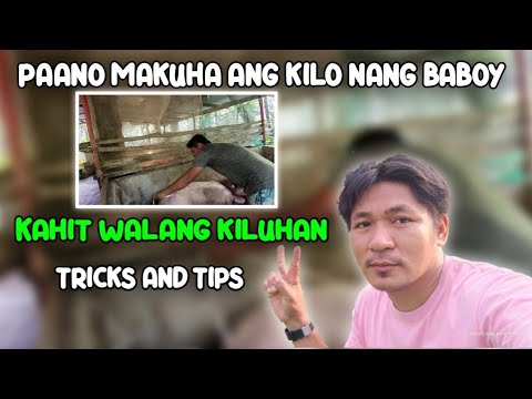 Video: Gaano karami ang timbang ng isang baboy na tingga?