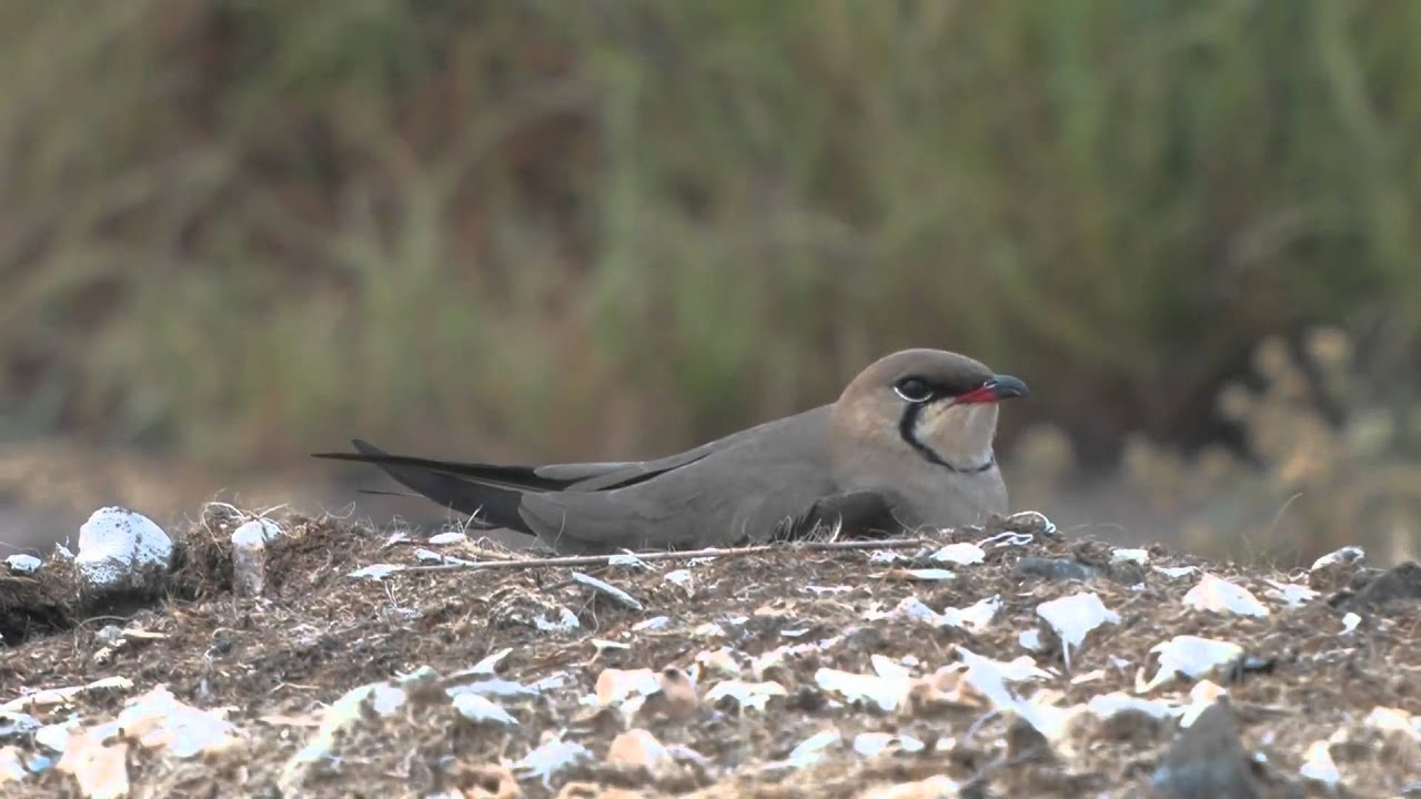Collared Pratincole 