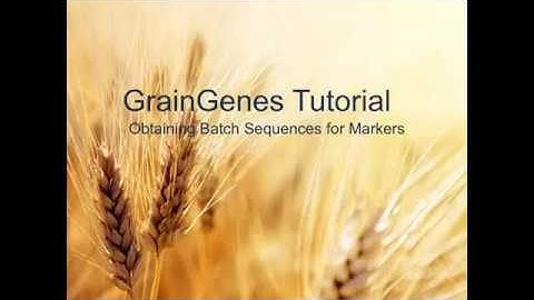 GrainGenes Tutorial 3:  Obtaining FASTA Sequences from Markers