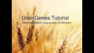 Celebrity GrainGenes Tutorial 3:  Obtaining FASTA Sequences from Markers Net Worth
